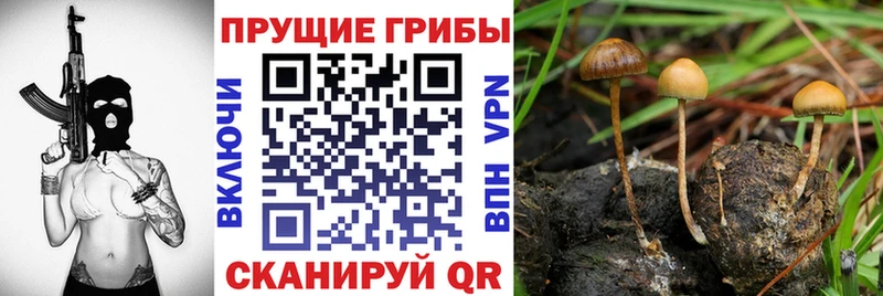Галлюциногенные грибы Cubensis  Купить  Тулун 